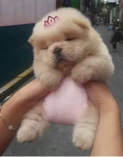 Filhotes De Chow Chow - Os Filhotinhos Mais Encantadores Esperam Por Você 