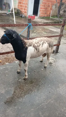 Borrego Dorper