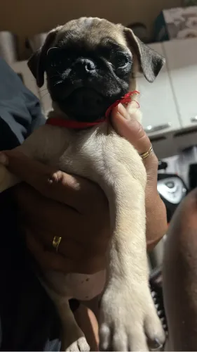 Pug fêmea filhote