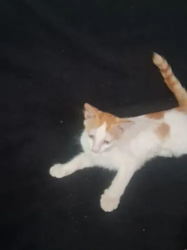 Gatinhos para doação