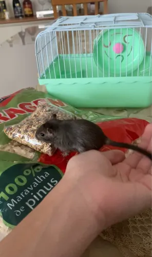 Esquilo Mongólia/gerbil - macho filhote 