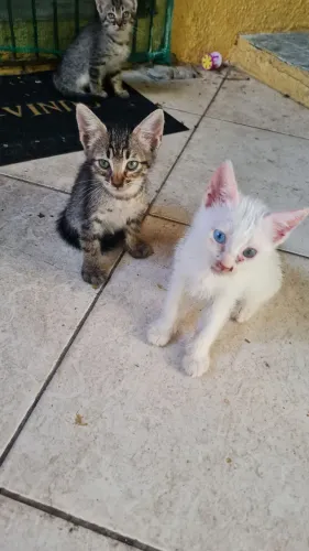 Gatinhos pra adoção responsável