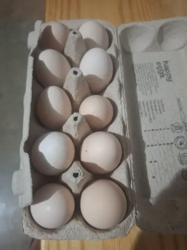 Ovos galados férteis
