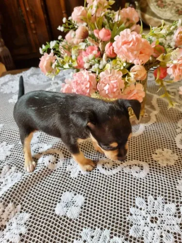 PINSCHER