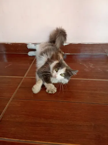 Gato para Adoção