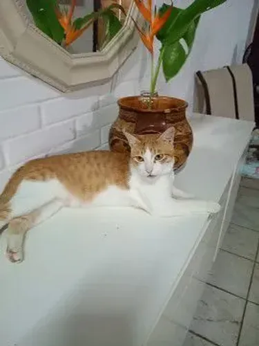 Gato amarelo castrado para adoção 