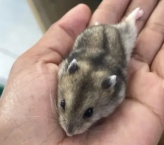 Hamster Anão Russo