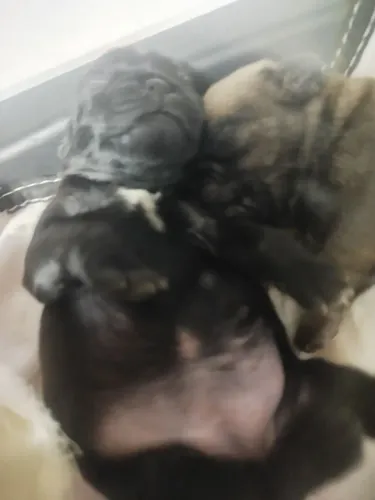 Filhote fêmea pug disponível