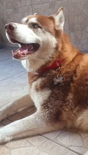 Husky siberiano disponível para cruza