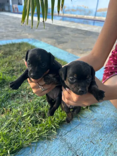 Ração para Pinscher