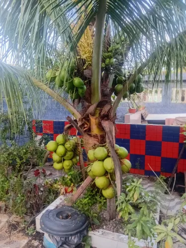 MUDA DE COQUEIRO ANÃO