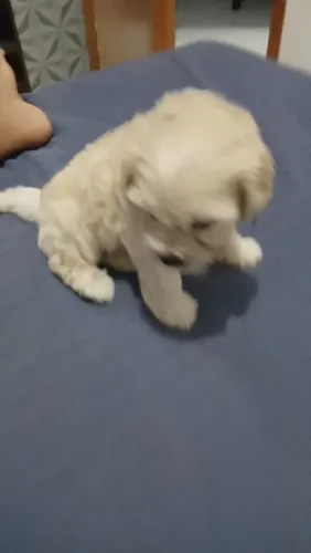Filhoede poodle 1