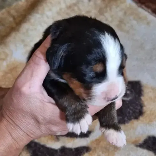 Filhotes de Bernese | Uma fofura difícil de resistir.
