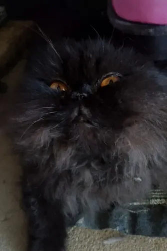 Gato Persa 