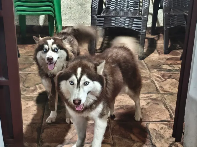 *Vende filhote de husky siberiano*