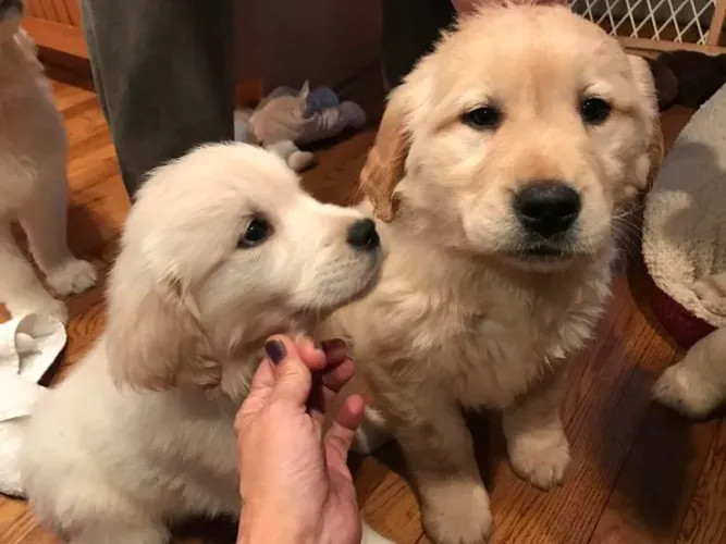 Golden Retriever charmoso 