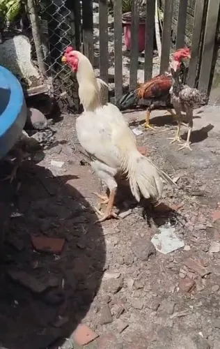 Galo Carioca de cor Rara.