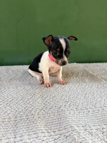 Filhote Pinscher Fêmea