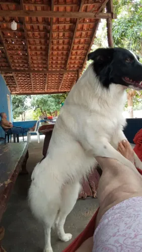 Border collie