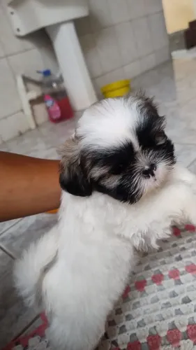 Filhotes Shih Tzu
