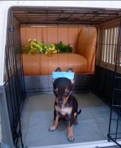 Pinscher Zero Filhote Disponível Já