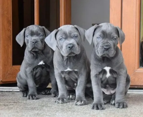 Cane Corso Afeto que se mantém coerente