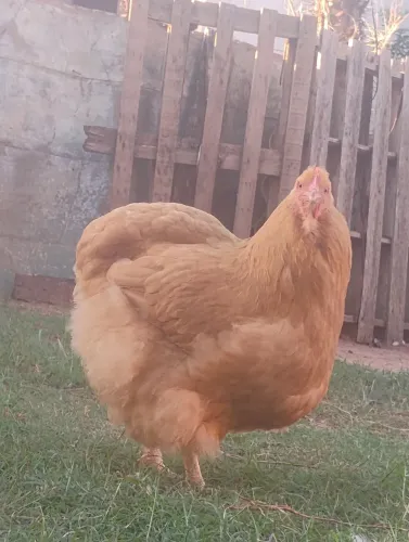 Troco galinha orpington por galinhas Brahma