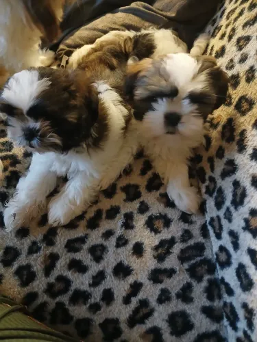 Filhotes de shyh tzu
