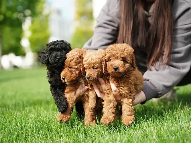 Filhote de Poodle Toy Para Quem Quer Um Pequeno Companheiro