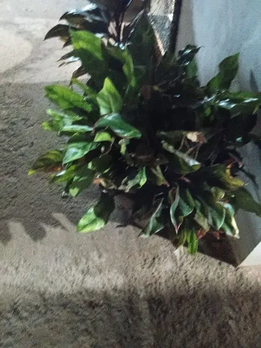 Vende se mudas de plantas