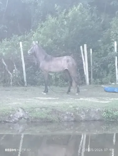 Potra mangalarga de pai e mãe sem registro 