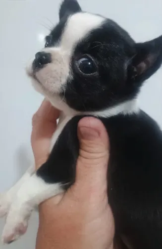 Chihuahua macho