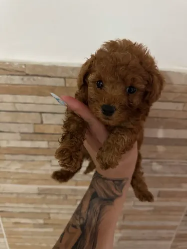 Poodle Toy macho vacinado
