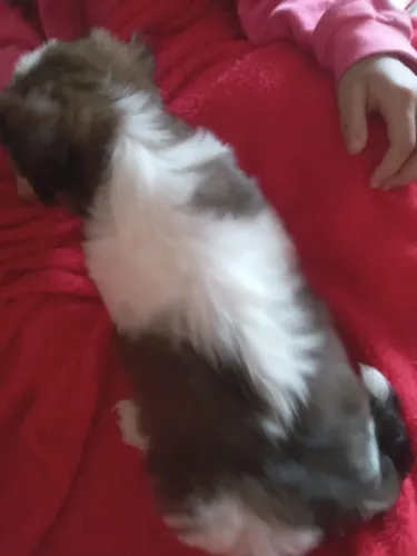 Filhote de Shih Tzu  ORIGINAL dois meses 