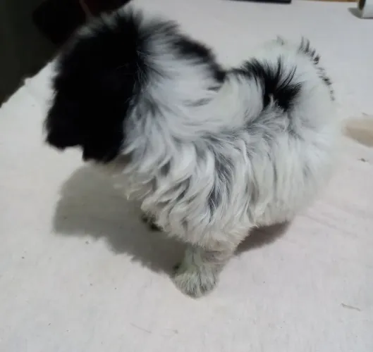 FILHOTE SHIH TZU MACHO 