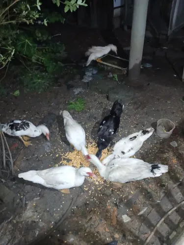 Vendo esse 7 Patos