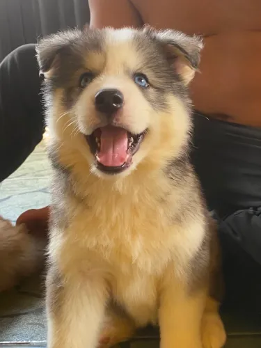 ? FILHOTES DE HUSKY SIBERIANO DISPONÍVEIS! ?