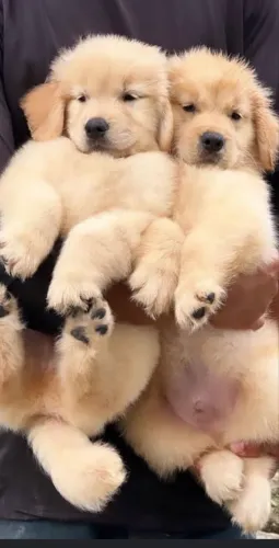 Golden retriver puro