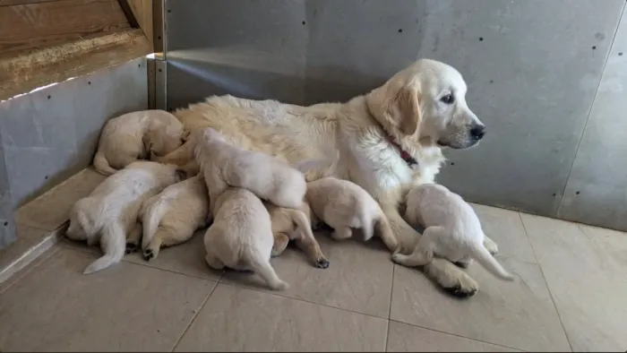 DOAÇÃO DE GOLDENS 
