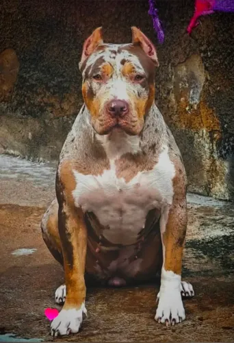 Cadela Pit Monster tri choco merle