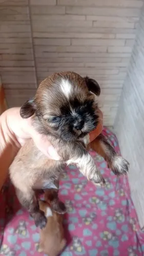 Cachorrinho shitzu 1 macho