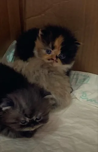 Gato persas 