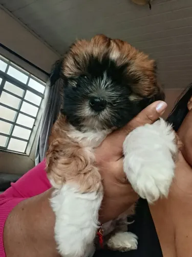 Vendo filhote macho de Lhasa Apso