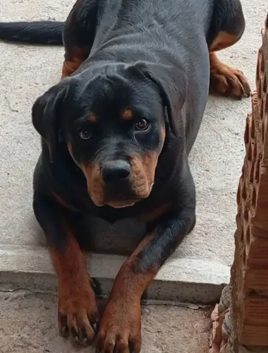 Rottweiler fêmea