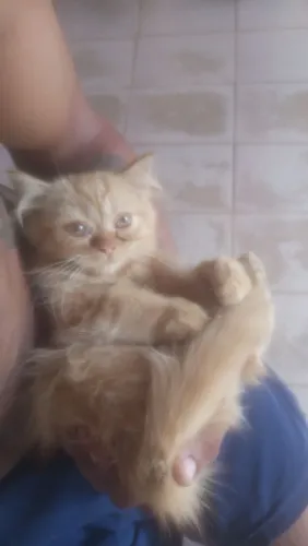 Gato persa macho 