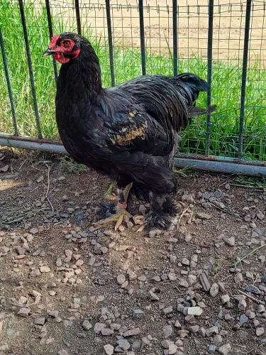 Frangos Brahma sem plumagem padrão