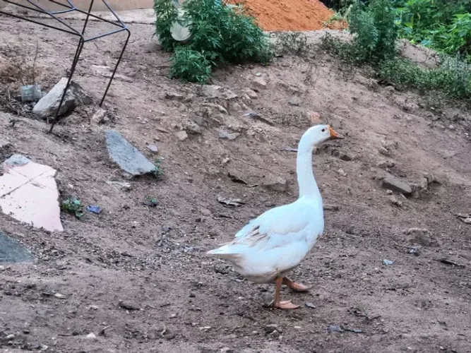 VENDO GANSO SINALEIRO BRANCO FÊMEA