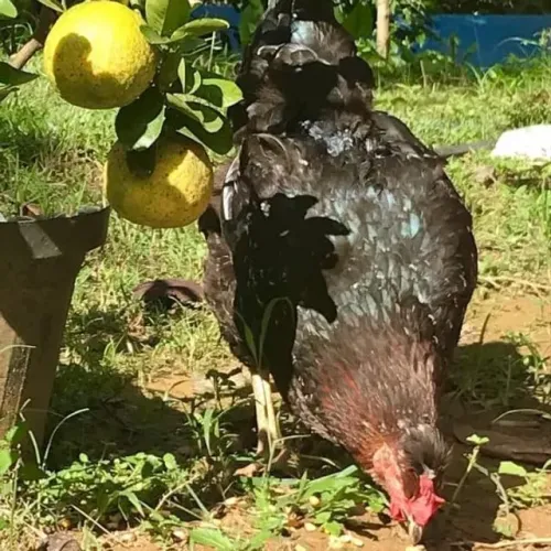 Galinha Sertaneja Balão GSB Tenho Galo e Franga vacinados