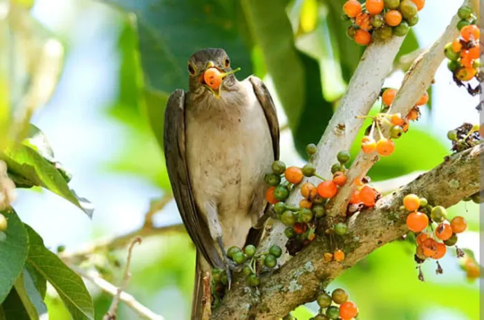 Mudas de Fruto do Sabiá 