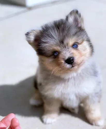 Pomsky - A Mistura Perfeita de Beleza e Carisma